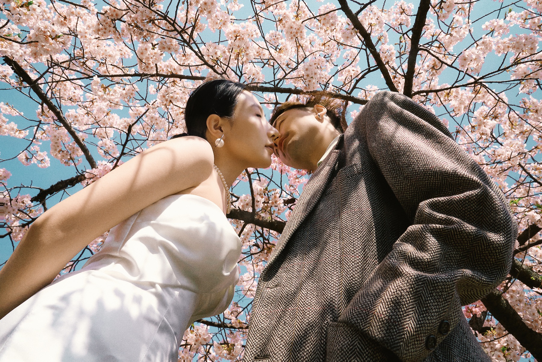 桜の下で撮影した日本前撮り
