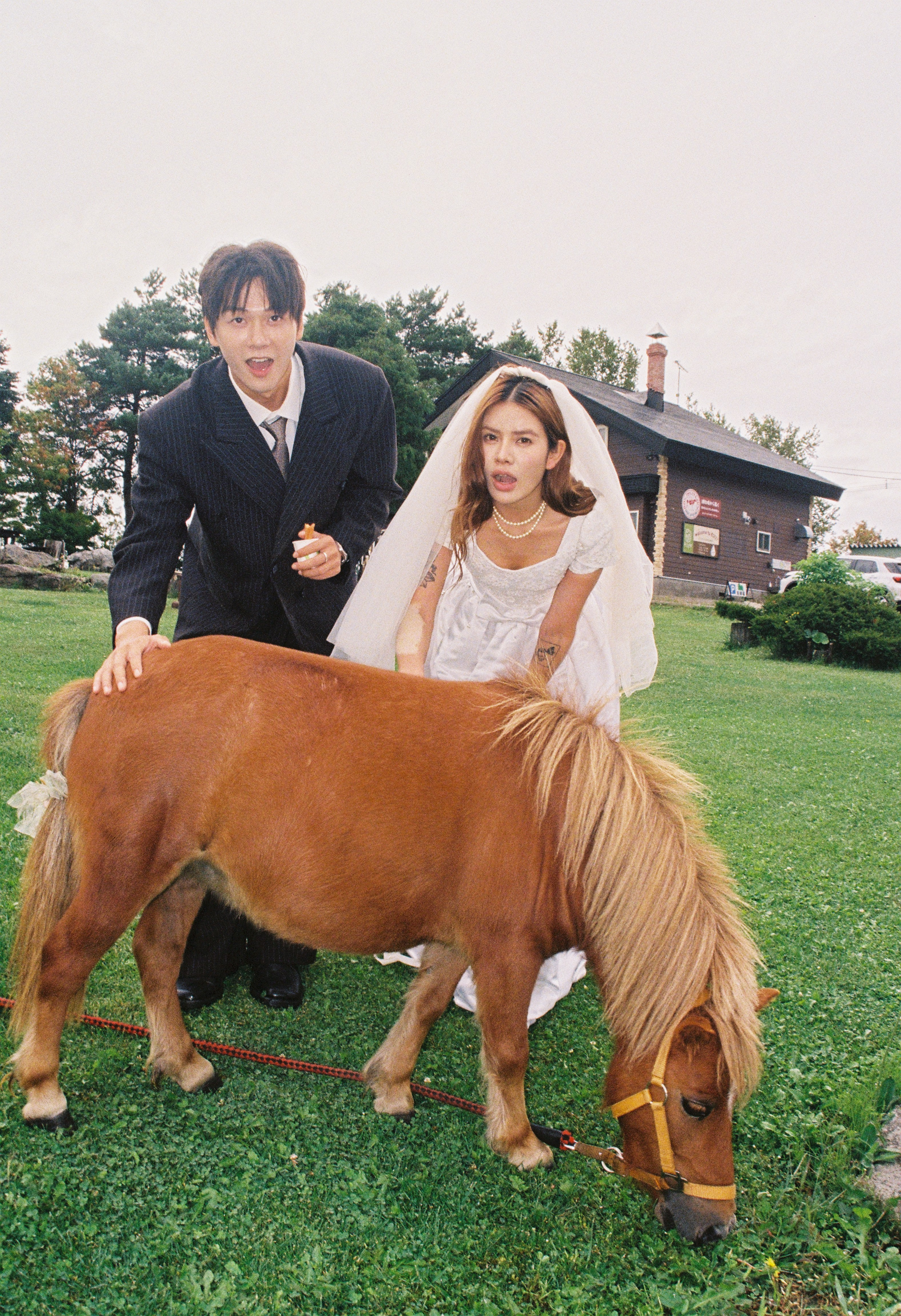 北海道牧场马儿与新人婚纱照