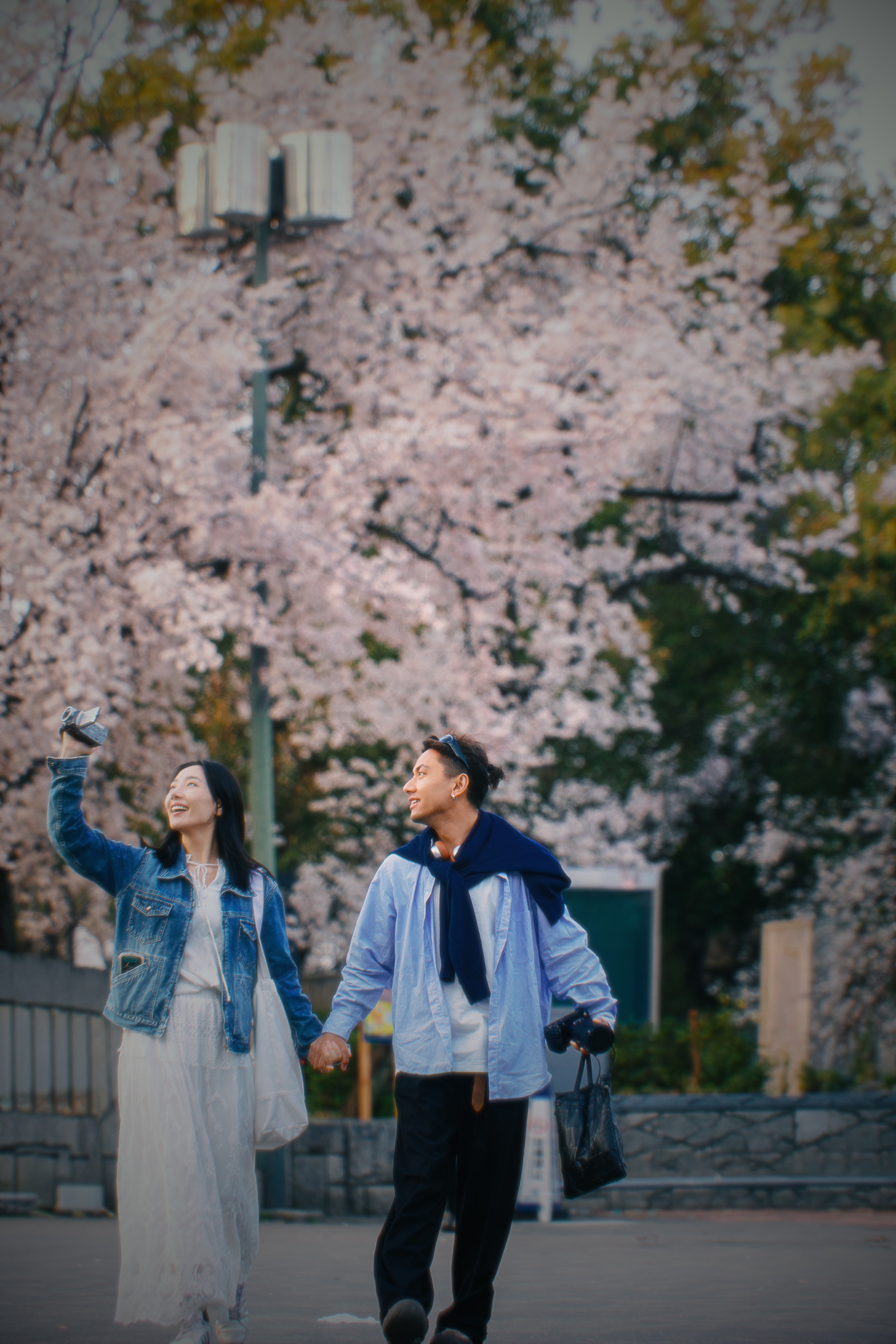 日本樱花树下抬头看花的恋人